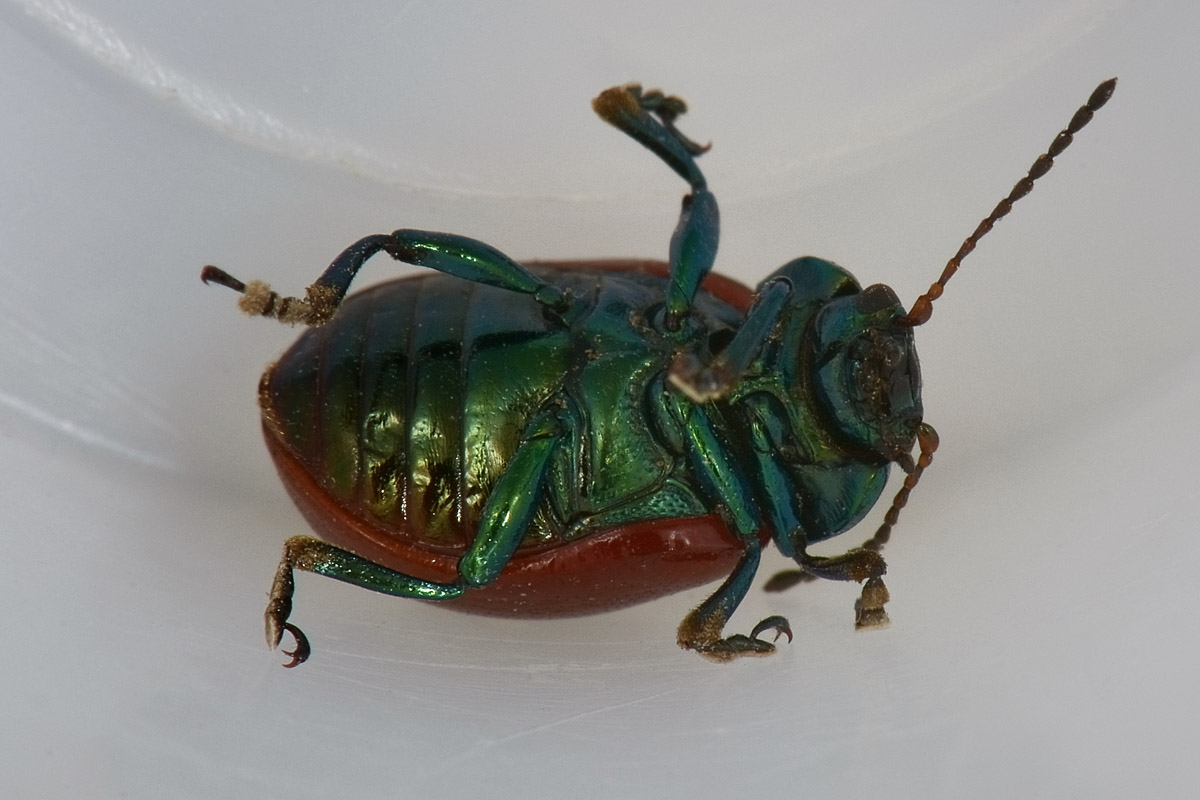 Chrysolina polita, Chrysomelidae